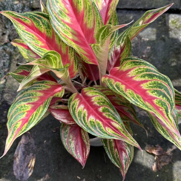 Cây Hồng Ngân Đỏ Cây ban công Cây xanh TPHCM