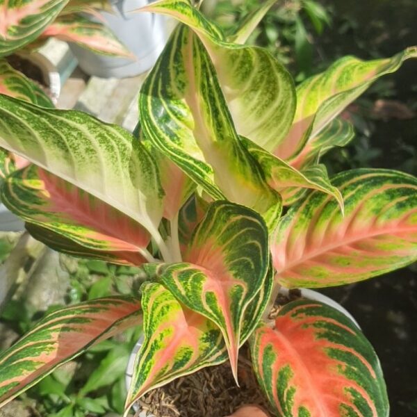 Cây Hồng ngân vàng Cây ban công Cây xanh TPHCM