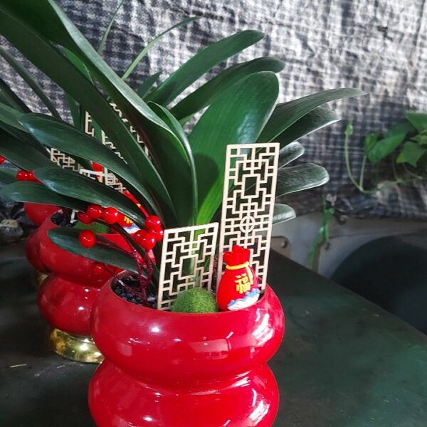 Lan quân tử để bàn Cây cỏ Cây xanh TPHCM