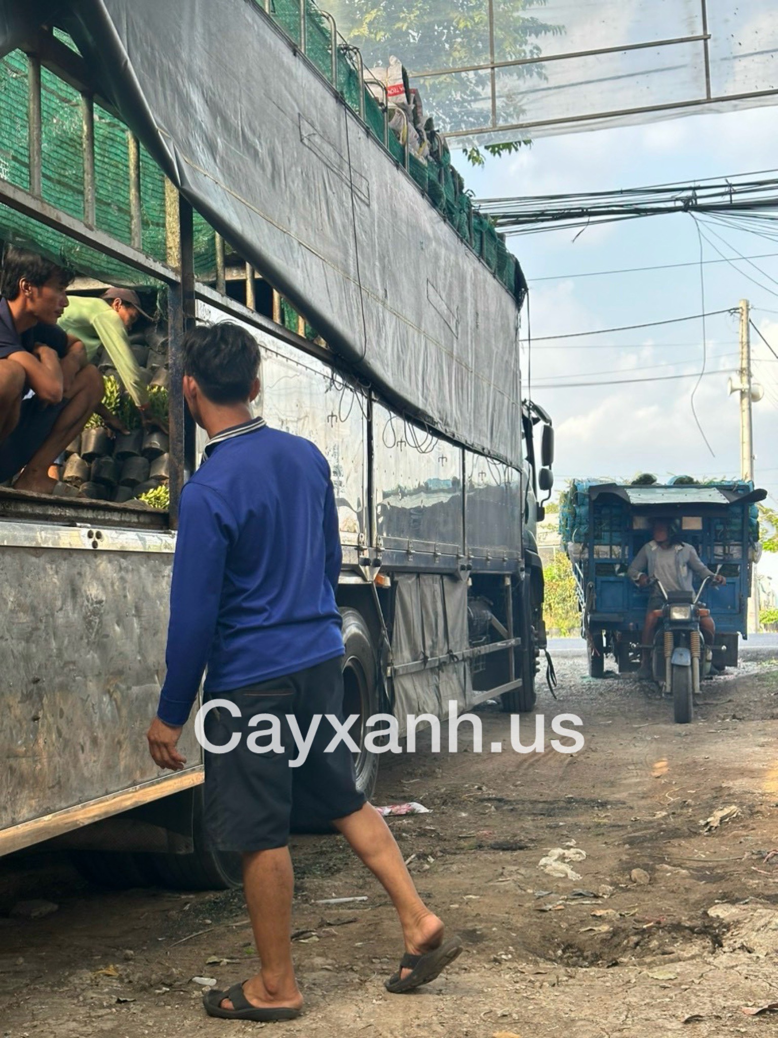 Cung cấp cây xanh, cây cảnh, cây công trình tại Bình Chánh Vựa cây cảnh Khu vực giao cây xanh  Cây Xanh 