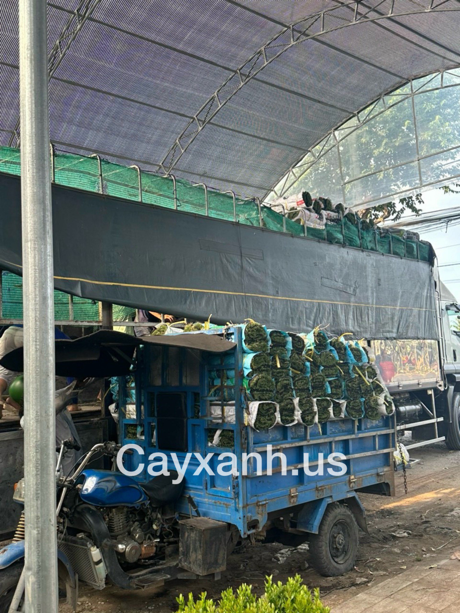 Cây xanh quận 9 - Cung cấp cây xanh văn phòng, cây cảnh văn phòng cho quận 9 Vựa cây cảnh Khu vực giao cây xanh  Cây Xanh TPHCM Cây Xanh 