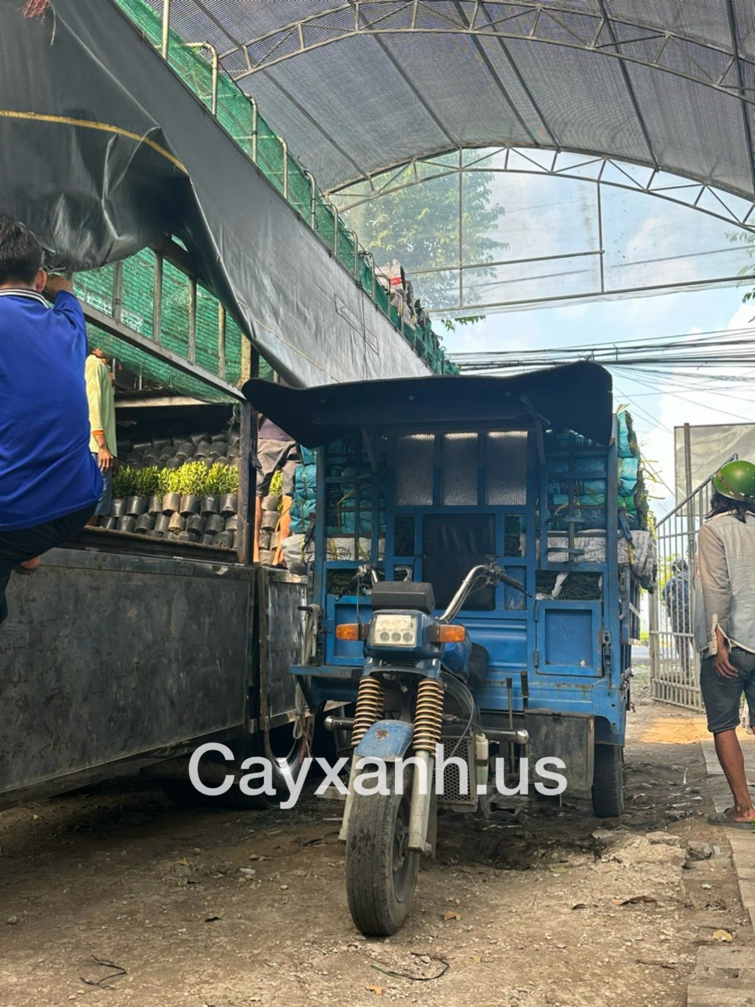 Cung cấp cây xanh, cây cảnh, cây công trình tại Tân Phú Vựa cây cảnh Khu vực giao cây xanh  Cây Xanh 