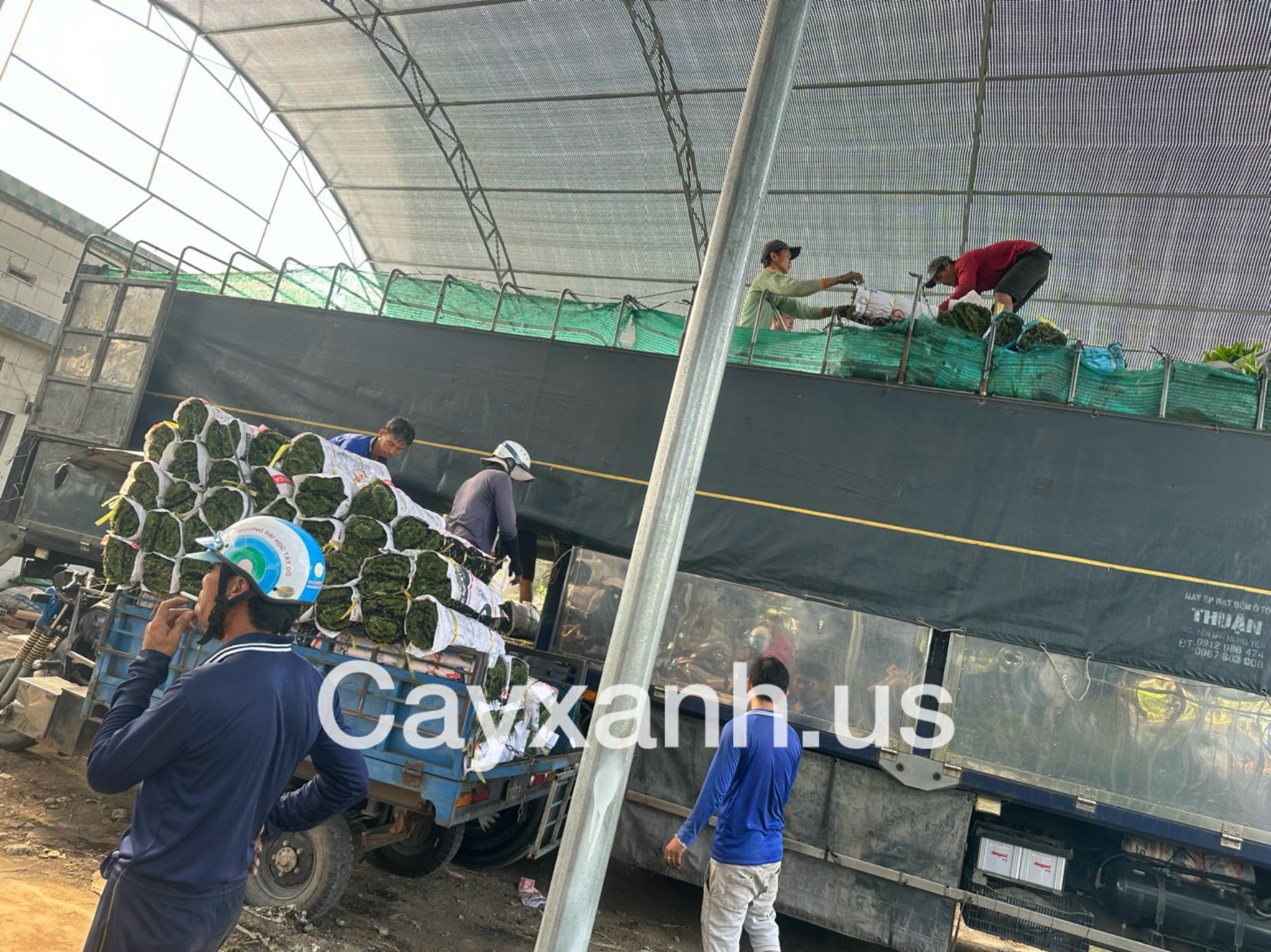 Cung cấp cây xanh, cây cảnh, cây công trình tại Phú Quốc Vựa cây cảnh Khu vực giao cây xanh  Cây Xanh 