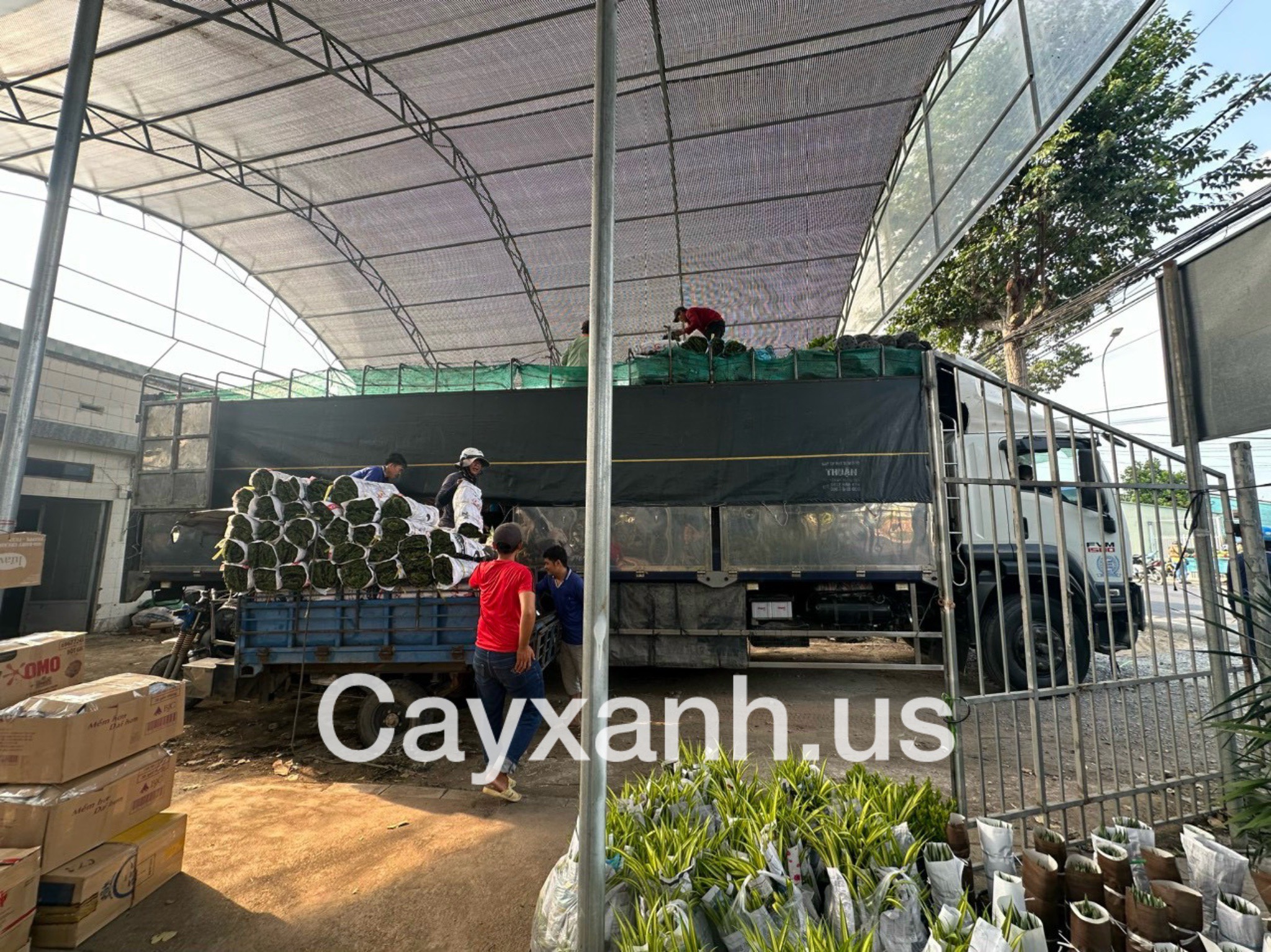 Cung cấp cây xanh, cây cảnh, cây công trình tại Tây Ninh Vựa cây cảnh Khu vực giao cây xanh  Cây Xanh 