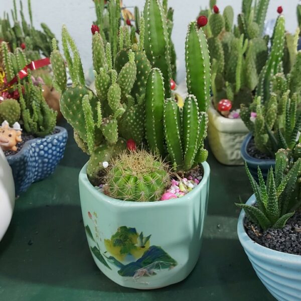 Chậu cây xương rồng để bàn Cây + Chậu Cây xanh TPHCM