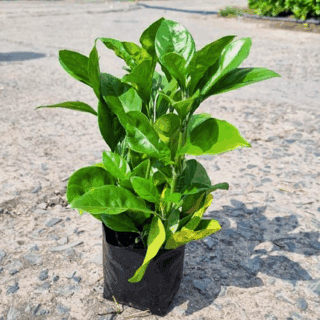 Cây Hắc Ó (ắc ó) công trình Cây trồng viền Cây xanh TPHCM