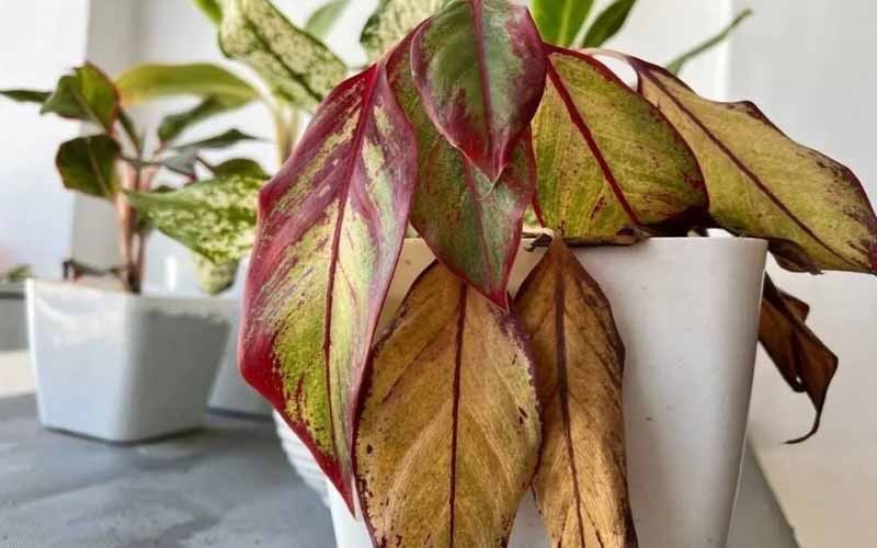 Nguyên nhân cây bạch mã hoàng tử bị vàng lá và cách chữa trị Dịch vụ cây xanh Hướng dẫn chăm sóc cây Kỹ thuật trồng cây  Cây Xanh 