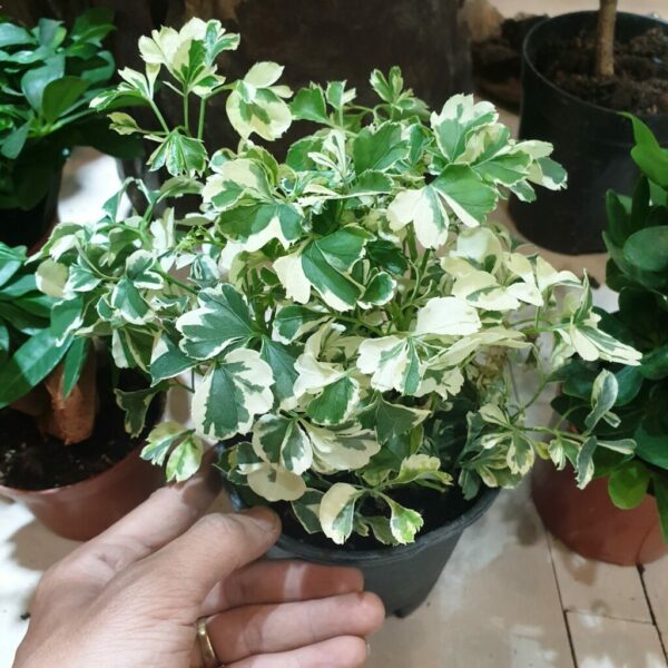 Cây cẩm thạch công trình Cây trồng viền Cây xanh TPHCM