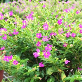 Cây cẩm tú mai công trình Cây cỏ Cây xanh TPHCM