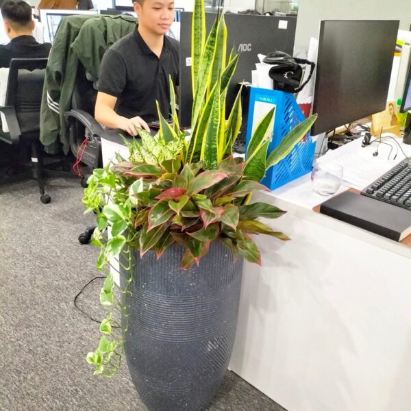 Cây Xanh Văn Phòng & Cây Cảnh Tại Quận Bình Thạnh, Cây để bàn ,Cây quà tặng khai trương Vựa cây cảnh  Cây Xanh TPHCM Cây Xanh 