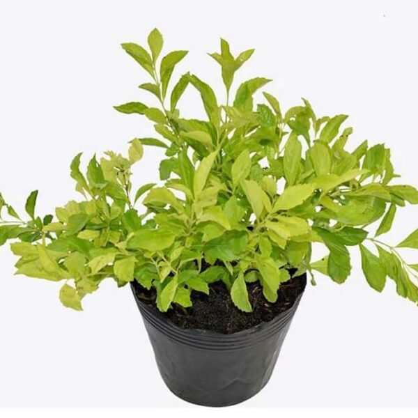 Cây chuỗi ngọc Cây trồng viền Cây xanh TPHCM