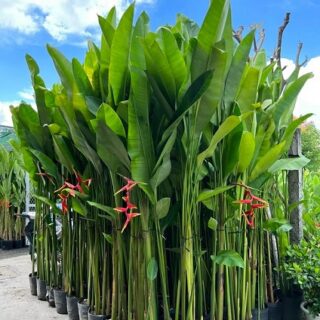 Cây Chuối Phượng Hoàng công trình Cây cảnh Cây chuối kiểng