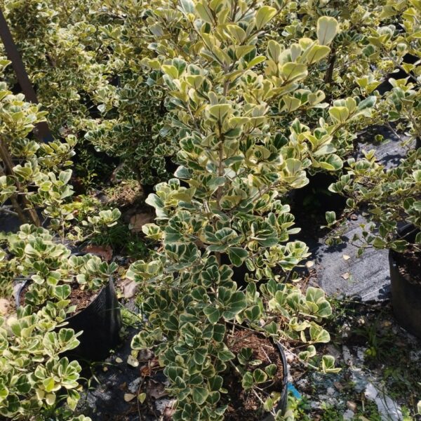 Cây Đa Tam Phúc công trình Cây cỏ Cây xanh TPHCM