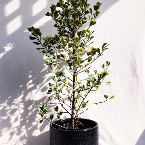 Cây Đa Tam Phúc + Chậu cây (Cây si thái cẩm thạch) Cây tặng đám cưới Cây xanh TPHCM Cây Đa Tam Phúc + Chậu cây (Cây si thái cẩm thạch) Cây tặng đám cưới Cây xanh TPHCM