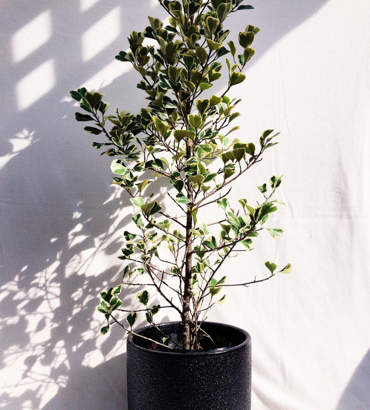 Cây Đa Tam Phúc + Chậu cây (Cây si thái cẩm thạch) Cây tặng đám cưới Cây xanh TPHCM 3 Cây Đa Tam Phúc + Chậu cây (Cây si thái cẩm thạch) Cây tặng đám cưới Cây xanh TPHCM 3