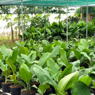 Cây Đại Phú Gia – (Cây Đại Phú Quý) công trình Cây công trình Cây xanh TPHCM