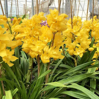 Cây Hoa Địa Lan Cây cảnh Cây xanh TPHCM