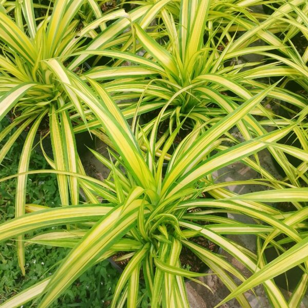 Cây Dứa Vàng ( Dứa sọc vàng ) Cây ban công Cây xanh TPHCM