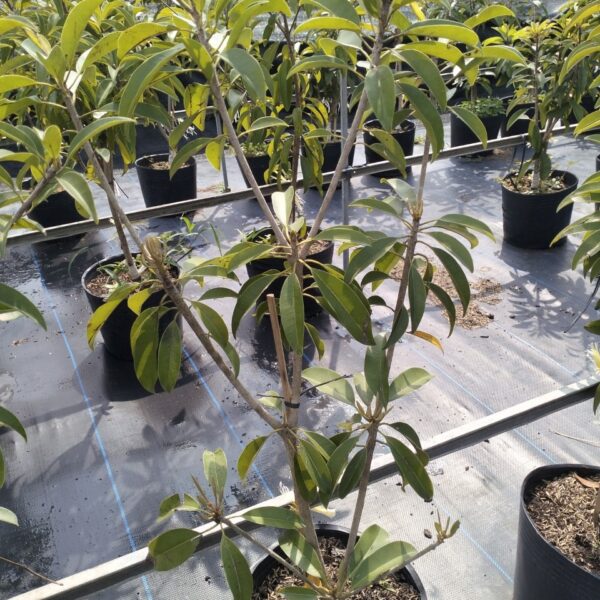 Cây giống Sapoche đang có quả – C10 Cây ăn trái Cây xanh TPHCM