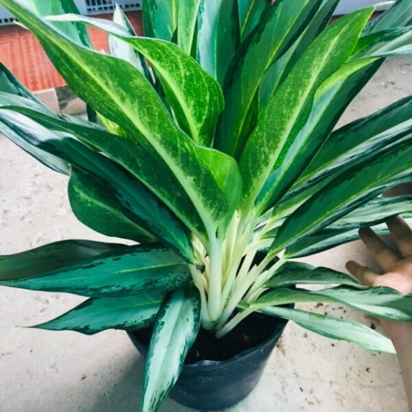 Cây Giữ Tiền công trình Cây ban công Cây xanh TPHCM