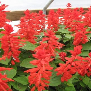 Cây Hoa Xác Pháo Đỏ công trình Cây ban công Cây xanh TPHCM