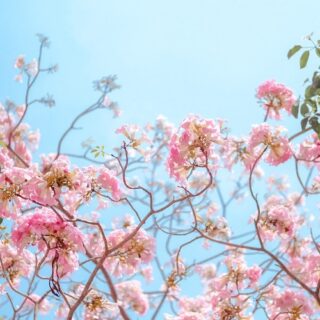 Cây Kèn Hồng (Chuông Hồng) công trình Cây bóng mát Cây xanh TPHCM