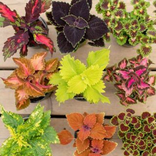 Cây lá gấm Cây trồng viền Cây gấm hoa