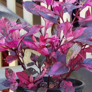 Cây mắt nai công trình Cây công trình Cách trồng hoa mắt nai