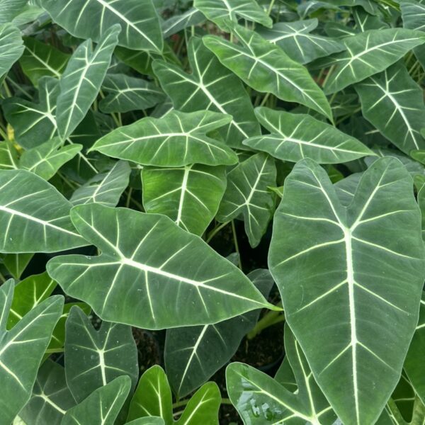 Cây Môn Nhung (Cây môn Nhung xanh) Cây ban công Các loại cây môn kiểng