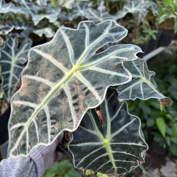 Cây Môn Quan Âm công trình Cây ban công Cây xanh TPHCM