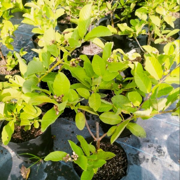 Cây Ổi Nữ Hoàng Cây ăn trái Cây xanh TPHCM