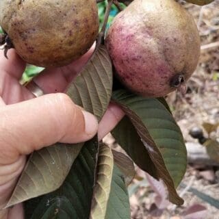 Cây ổi tím Malaysia Cây ban công Cây xanh TPHCM