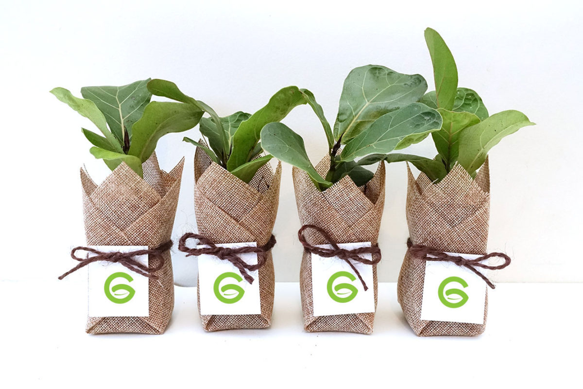 Điểm khác nhau giữa cây quà tặng và cây công trình Dịch vụ cây xanh Hướng dẫn chăm sóc cây Thiết kế ban công Thiết kế cảnh quan Thiết kế cảnh quan sân vườn  Cây Xanh 