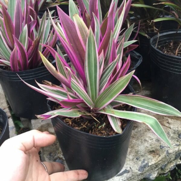 Cây Sò Huyết (cây lẻ bạn) Cây trồng viền Cây sò huyết có tác dụng gì