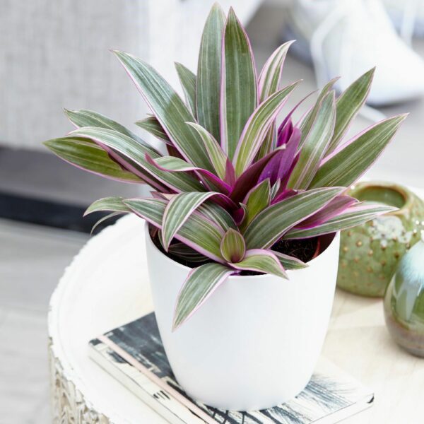 Cây Sò Huyết để bàn + Chậu cây Cây để bàn Cây xanh TPHCM