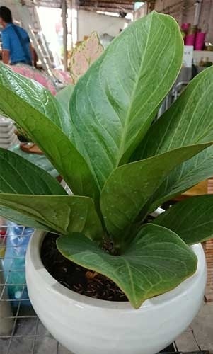 Cây Thần Tài lá lớn Cây ban công Cây xanh TPHCM