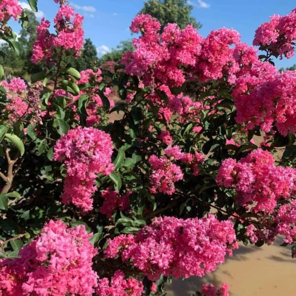 Cây Tường Vi hồng nguyên bản Cây cỏ Cây xanh TPHCM