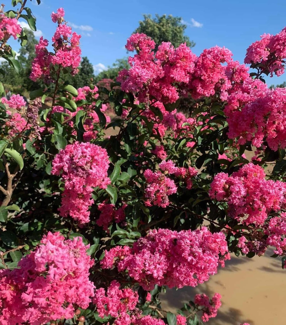 Mang sắc màu rực rỡ cho khu vườn hướng Tây với những cây chịu nắng tuyệt vời Kỹ thuật trồng cây  Cây Xanh Tân Phú Cây Xanh Tân Bình Cây Xanh Cây cảnh Tân Phú Cây cảnh Tân Bình 