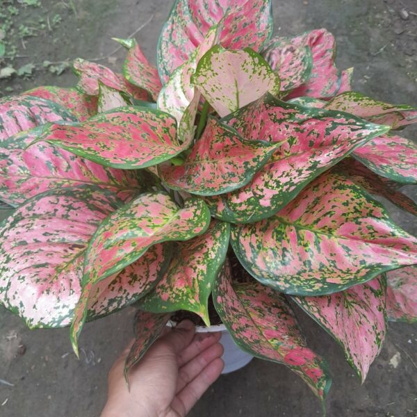 Cây Vạn Lộc 3 thân công trình Cây ban công Cây xanh TPHCM