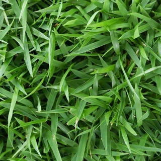 Cỏ Zeon Zoysia công trình Cây cỏ Cây xanh TPHCM