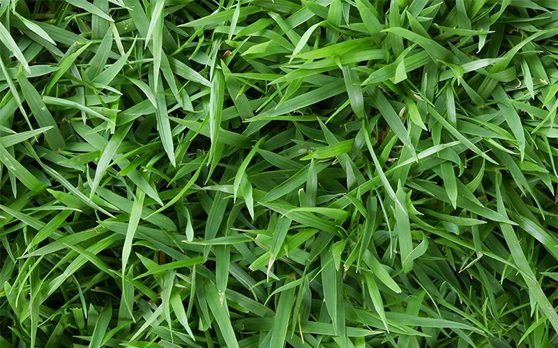 Cỏ Zeon Zoysia công trình Cây cỏ Cây xanh TPHCM 3 Cỏ Zeon Zoysia công trình Cây cỏ Cây xanh TPHCM 3