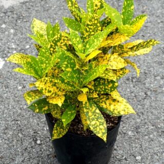 Cây cô tòng lá đốm Cây trồng viền Cây xanh TPHCM