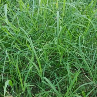 Cỏ Bermuda công trình Cây cỏ Cây xanh TPHCM