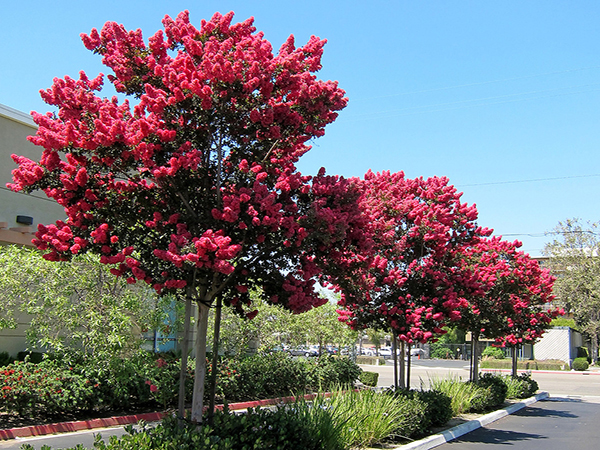 Những lưu ý khi trồng cây tường vi ở sân vườn nhà bạn Kỹ thuật trồng cây Hướng dẫn chăm sóc cây  Cây Xanh Tân Phú Cây Xanh Tân Bình Cây Xanh Cây cảnh Tân Phú Cây cảnh Tân Bình 