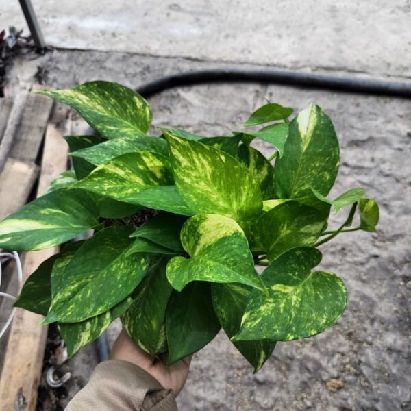 Cây trầu bà lá xanh ( trầu bà leo ) Cây leo bám tường Cây xanh TPHCM