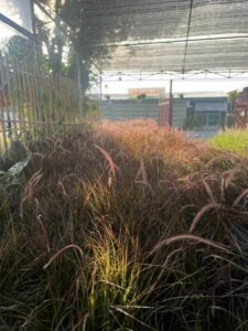 Cây giống bông cỏ lau đuôi trắng ( cỏ đuôi chồn )  