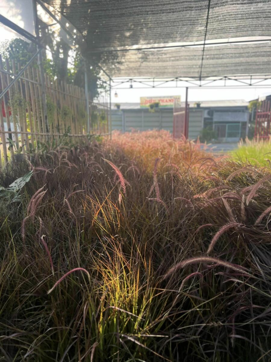 Cung cấp Cây Cỏ Lau số lượng lớn trồng quán cà phê sân vườn Vựa cây cảnh  