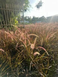 Cây giống bông cỏ lau đuôi trắng ( cỏ đuôi chồn )  