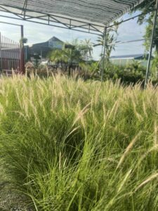 Cây giống bông cỏ lau đuôi trắng ( cỏ đuôi chồn )  