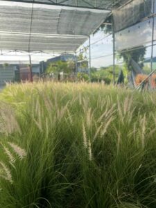 Cây giống bông cỏ lau đuôi trắng ( cỏ đuôi chồn )  